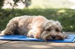 PAWISE Pet Cooling Mat 8 PAWISE Pet Cooling Mat -Pet Supplies Sale extra 1181