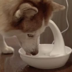 Pioneer Pet Swan Water Fountain -Pet Supplies Sale extra 1513