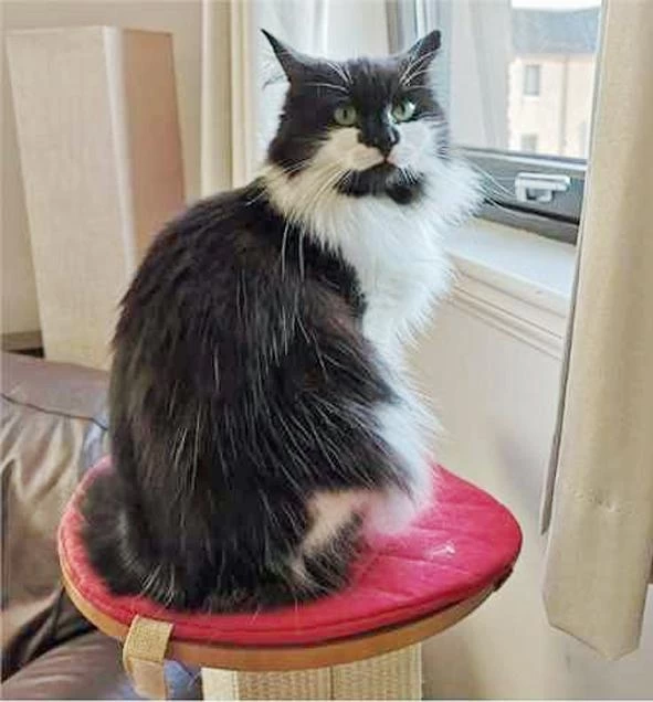 SmartCat Ultimate Post Perch 8 SmartCat Ultimate Post Perch - Image 6