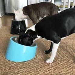 Super Design 15 Degree Tilted Bowl Straw -Pet Supplies Sale extra 1607