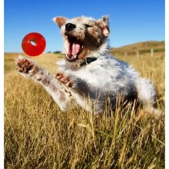 Bionic Ball Orange 11 Bionic Ball Orange -Pet Supplies Sale extra 287 1