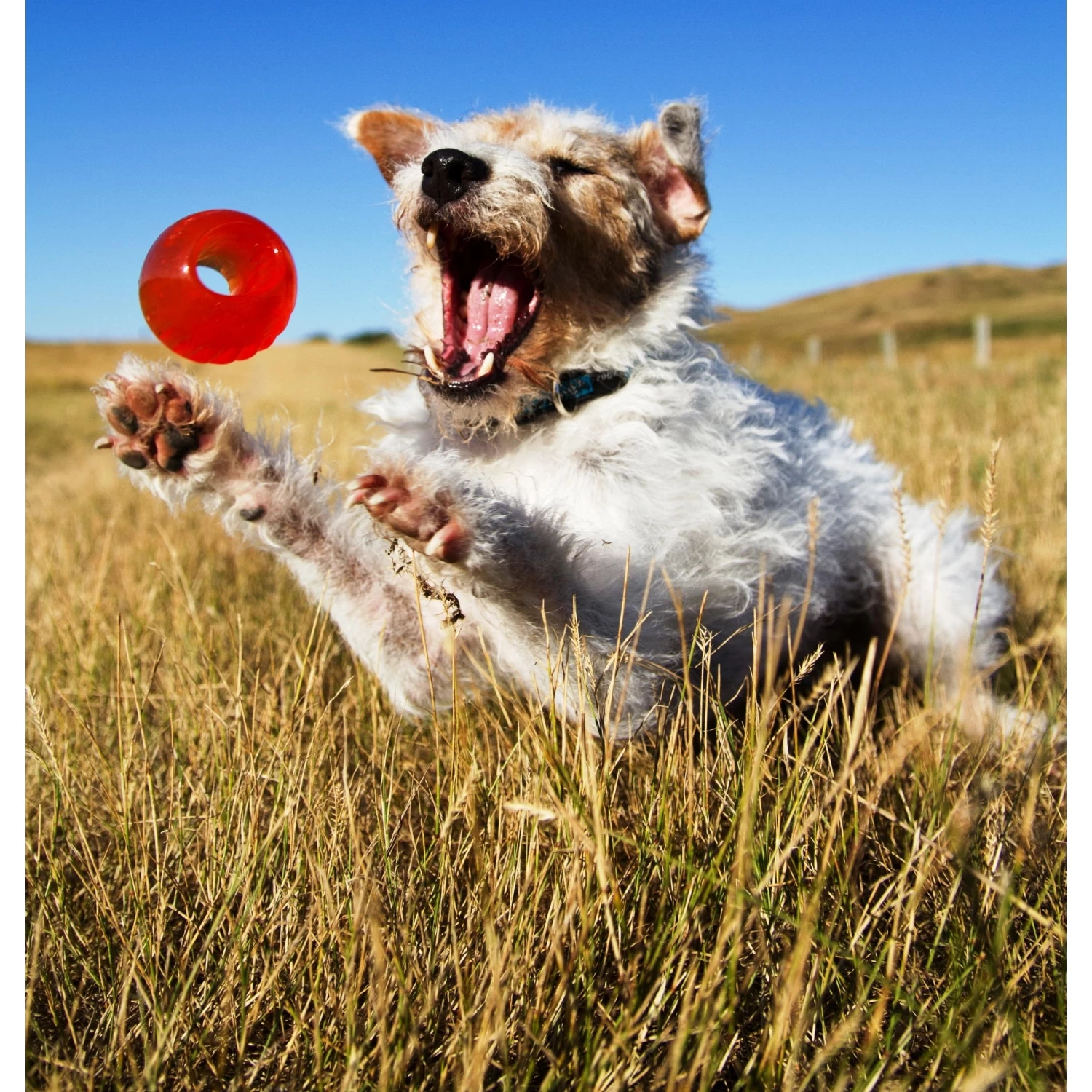 Bionic Ball Orange 7 Bionic Ball Orange - Image 5