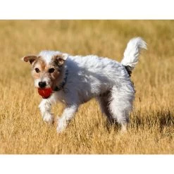 Bionic Ball Orange 9 Bionic Ball Orange -Pet Supplies Sale extra 289 1