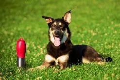 KONG H20 25oz Stainless Steel/Orange -Pet Supplies Sale extra 611