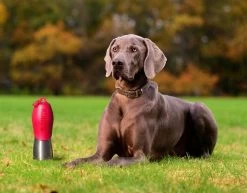 KONG H20 25oz Stainless Steel/Black -Pet Supplies Sale extra 617