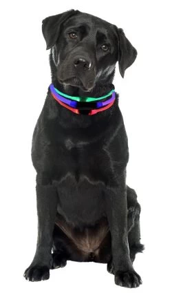 K9 Pursuits B-Seen LED Light Collar Blue -Pet Supplies Sale extra 640