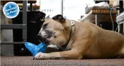 Petstages ORKA Jack -Pet Supplies Sale extra 771