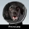 ProCone Recovery Cone LRG -Pet Supplies Sale main 699