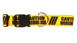 Caution Collar Working Dog